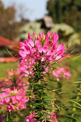 Pink spider flower in the garden with blurred background.