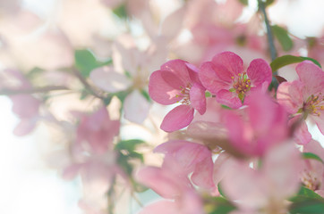 Obraz premium spring apple blossom
