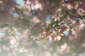 spring apple blossom