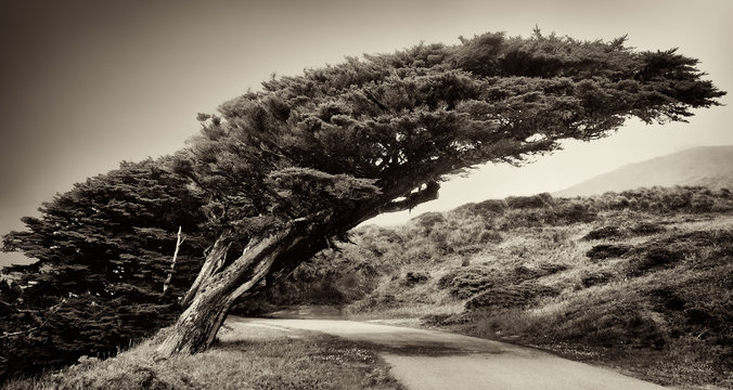 Distorted trees on cliffs in California