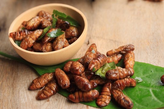fried insects