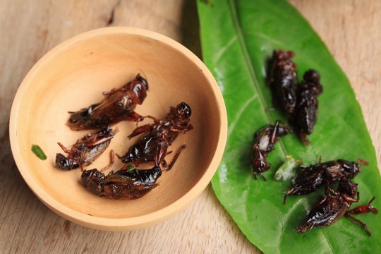 fried insects