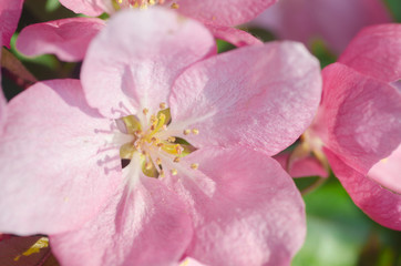 spring apple blossom
