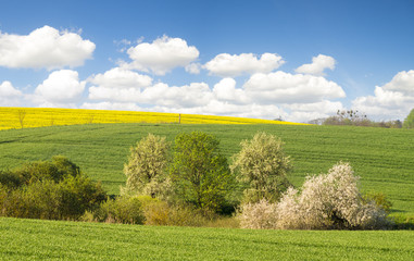 Wiosenne pole,kwitnący rzepak,zielone,młode zboże © Mike Mareen