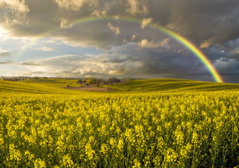 tęcza nad polem rzepaku