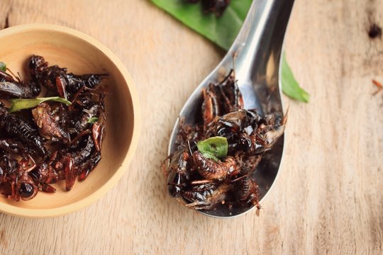 fried insects