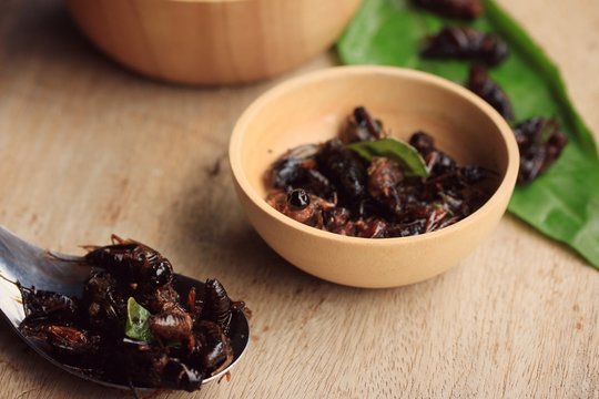 fried insects
