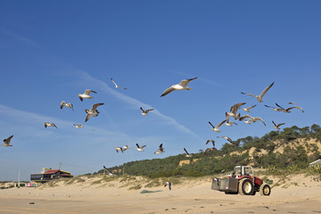 A flock of seagulls