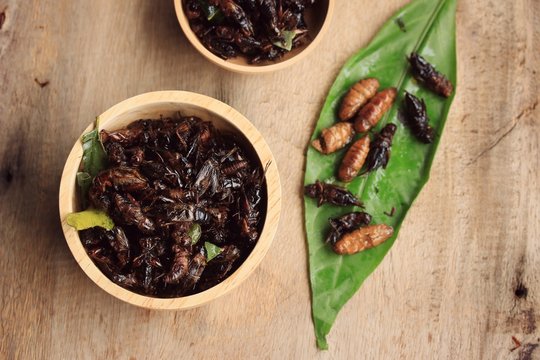 fried insects