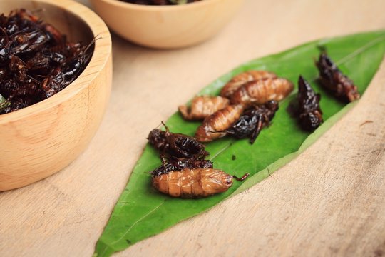 fried insects