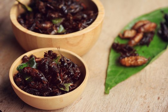 fried insects