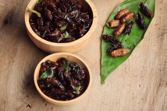 fried insects