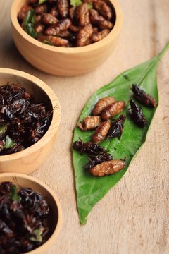 fried insects