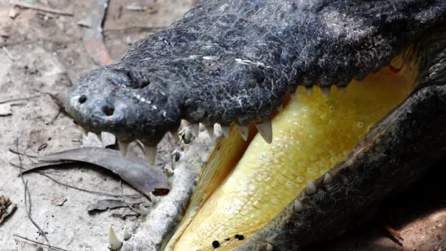 Close up of the Head and Teeth of the Crocodile. Detail shot of a crocodile showing the skin texture, eyes and elongated jaw with dangerous teeth.