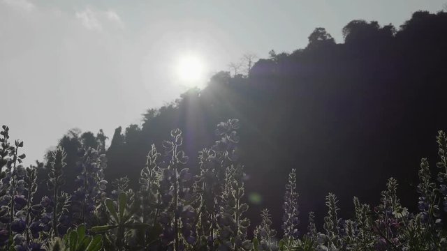 flower garden sunrise