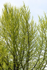 Fototapeta premium Spring tree against the blue sky