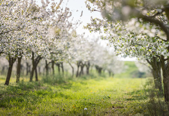 Obraz premium blooming cherry orchard