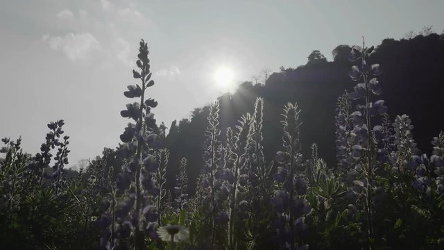 flower garden sunrise in Chiangmai,Thailand