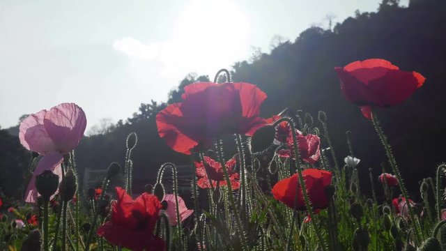 Roses garden sunrise in Chiangmai,Thailand