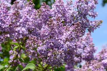 Lilac blossoms