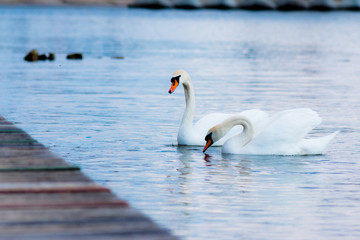 Dwa łabędzie przy brzegu © blesz