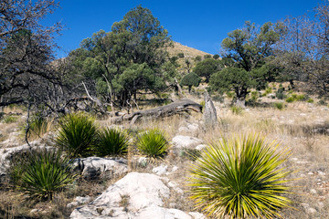 Landscape with Dasylirion texanum and juniper on a mountainside.