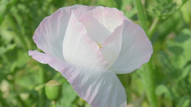 beautiful flower closeup