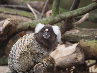 Common marmoset