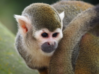 Obraz premium Squirrel moneky