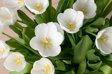 Obraz premium White tulips in the sun