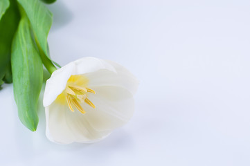 Close up white tulip on white background with copy space
