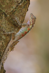 Masked spiny lizard on tree