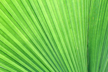 Obraz premium Palm leaf texture, Nature background 