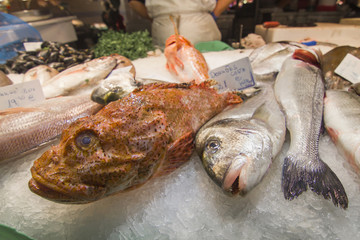 Fresh scorpion fish on ice