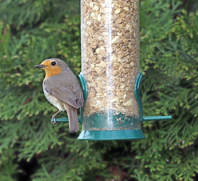 Rotkehlchen,Futtersilo,Vogelfutter