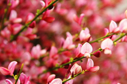 Ginestra rosa
