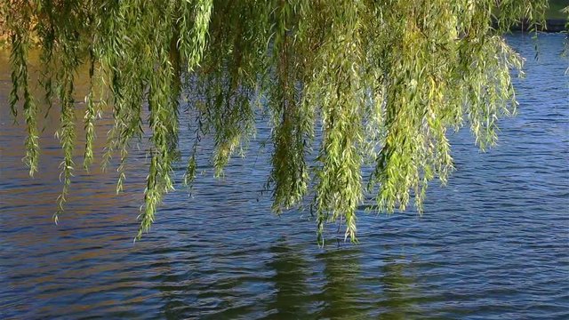 The willow branch sways in the wind over the water