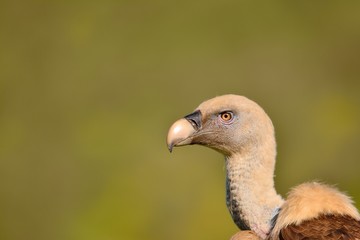 Close-up of griffon vulture head.