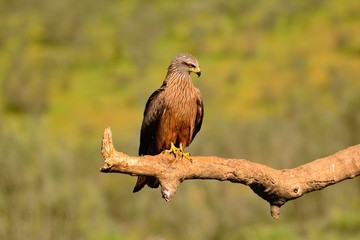 Black kite on leafless branch