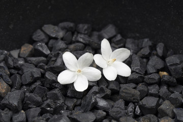 White flower on black pebble