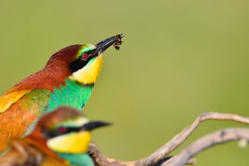 Fototapeta premium Couple of bee-eaters on leafless branch