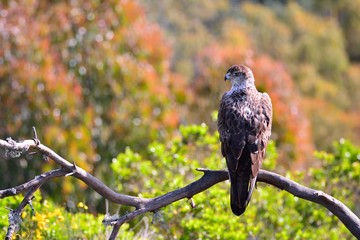 Bonelli's Eagle on tree branch