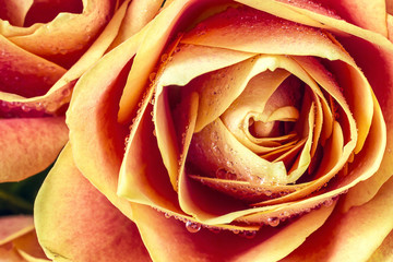 Wet yellow and orange rose detail with drop.