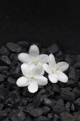 White flower on black bacjground