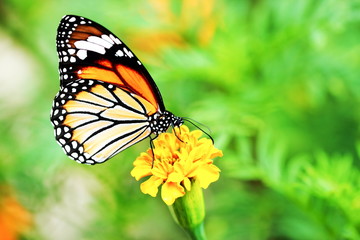 Fototapeta na wymiar Close up Monarch Butterfly holding on yellow flower.