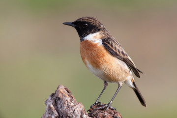 Beautiful wild bird perched on a branch