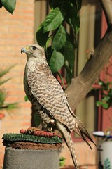an eagle