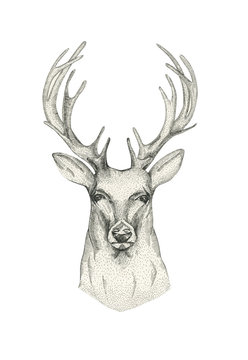 Hand drawn deer head with horns. Drawing  animal sketch black an