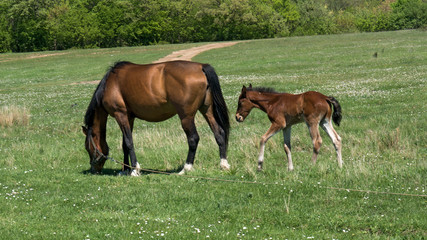Obraz na płótnie Canvas Horse and foal grazing in an alpine meadow in the mountains