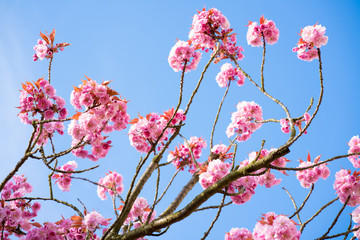 flowering cherry, sakura trees spring